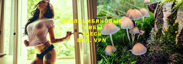 apvp Алзамай